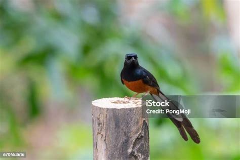 Sisi Gelap Ekor Panjang - LinkedIn Indonesia - balustradellc