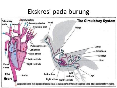 Sistem Ekskresi pada Aves dan Pisces - muktibox.com