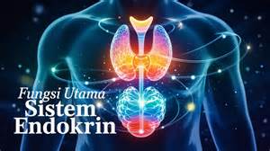 Sistem endokrin - Wikipedia bahasa Indonesia, … - muktibox.com