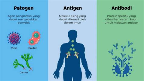 Sistem Imunitas - Biologi Kelas 11 - Quipper Blog - muktibox.com