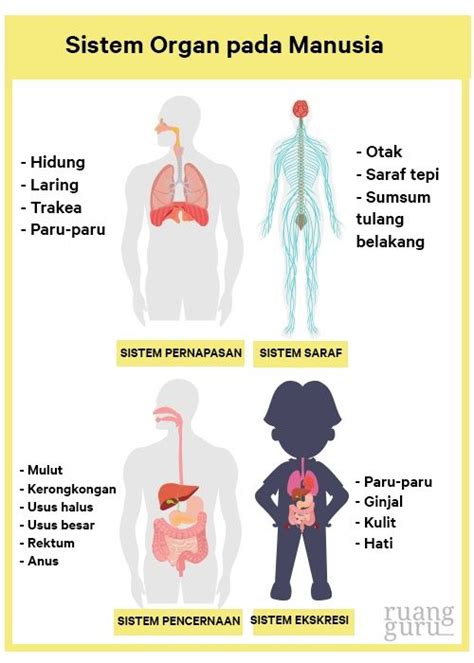 Sistem Organ Manusia - Bintangpusnas Edu - wintechmobiles.com