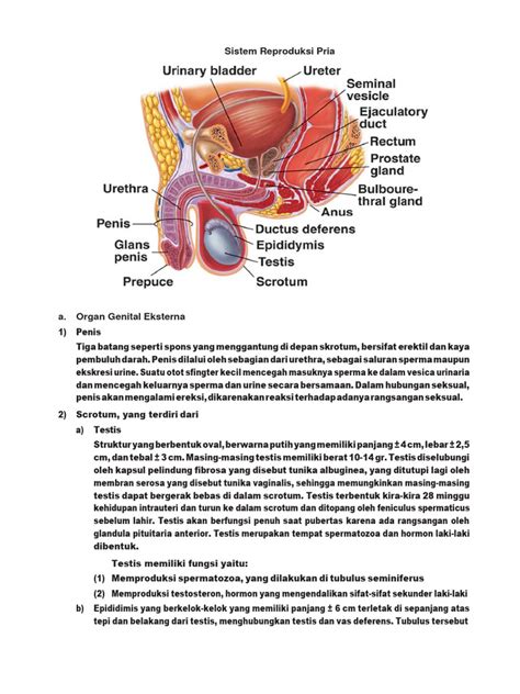 Sistem Organ Reproduksi Pria - muktibox.com
