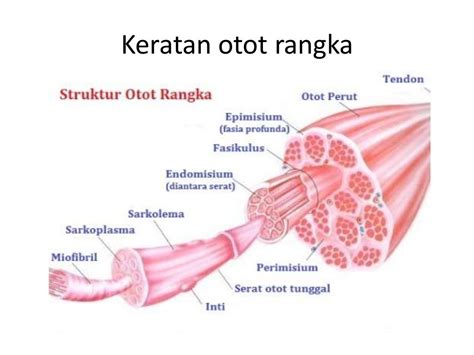 Sistem otot - Wikipedia bahasa Indonesia, ensiklopedia bebas - muktibox.com