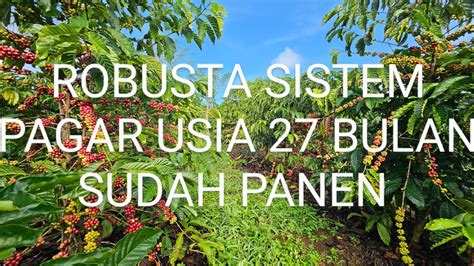 Sistem Pagar Robusta 2x1m untuk Perawatan Optimal - balustradellc