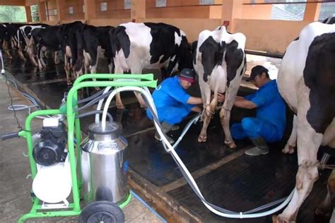 Sistem Pemerahan Susu Ternak Perah - balustradellc