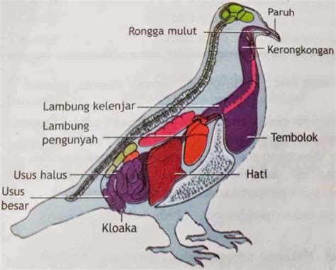 Sistem Pencernaan Burung Aves | PDF - Scribd - muktibox.com