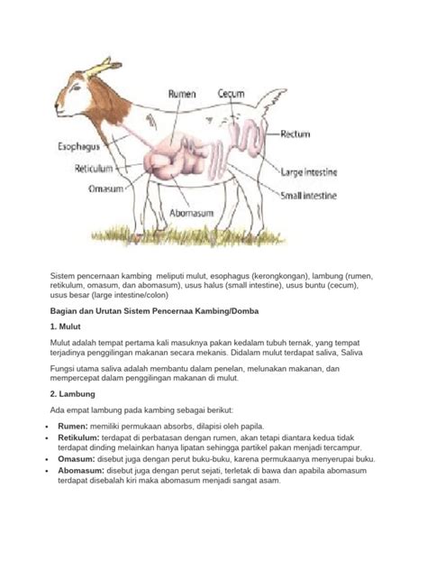 Sistem Pencernaan Kambing | PDF - Scribd - muktibox.com
