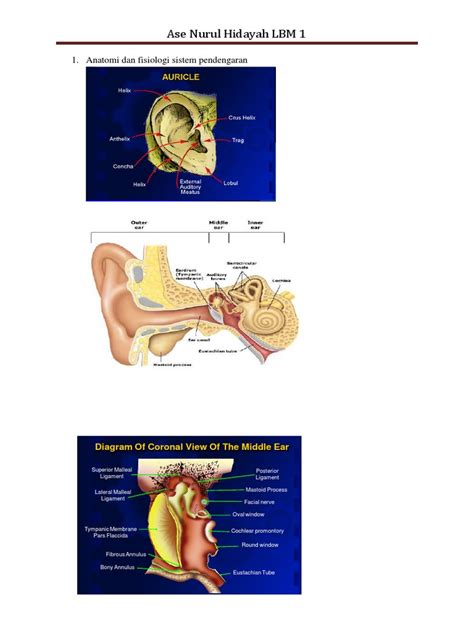 Sistem pendengaran - Wikipedia bahasa Indonesia, ensiklopedia bebas - muktibox.com