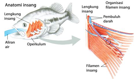 Sistem Pernapasan Ikan - EDUBIO - muktibox.com