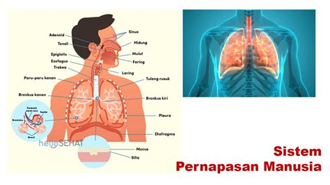 Sistem pernapasan - Wikipedia bahasa Indonesia, … - muktibox.com