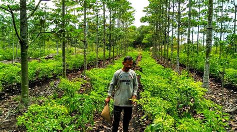 Sistem Pertanian Agroforestri Kopi Berbasis Pertanian Organik Di ... - raincitystudios.com