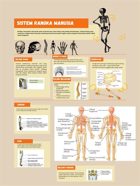Sistem rangka - Wikipedia bahasa Indonesia, … - muktibox.com