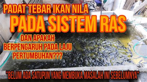Sistem Ras Ikan Nila - muktibox.com