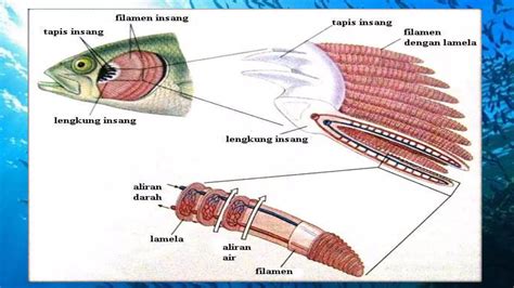 SISTEM RESPIRASI IKAN - ResearchGate - muktibox.com