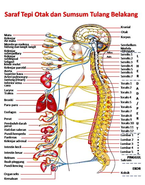 Sistem Saraf Manusia - Pusat, Tepi, Otonom, Susunan, … - muktibox.com