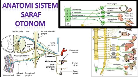 Sistem saraf otonom - Wikipedia bahasa Indonesia, ensiklopedia bebas - muktibox.com