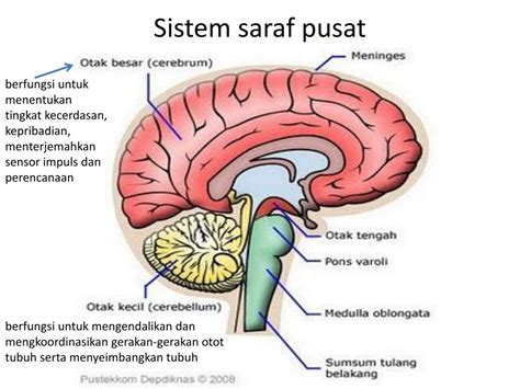 Sistem saraf pusat - Wikipedia bahasa Indonesia, ensiklopedia bebas - muktibox.com