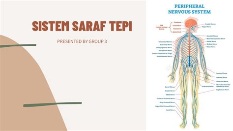 Sistem saraf tepi - Wikipedia bahasa Indonesia, ensiklopedia bebas - muktibox.com