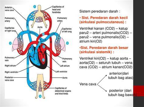 Sistem Sirkulasi & Filterisasi Kolam Ikan GURAMI & NILA Untuk Pemula - raincitystudios.com