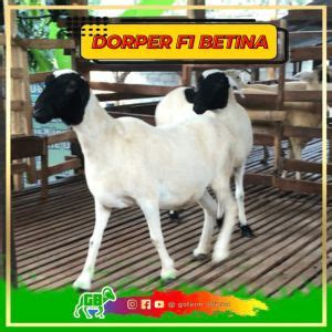 Situs Jual Kambing - Domba Bersanad | GB Farm - balustradellc