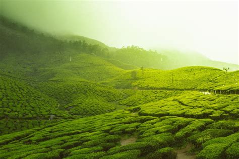 Six of the best: Tea plantation stays in India | Secret Trips - balustradellc