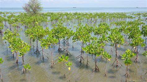 Six projects restoring vital mangrove forests … - raincitystudios.com