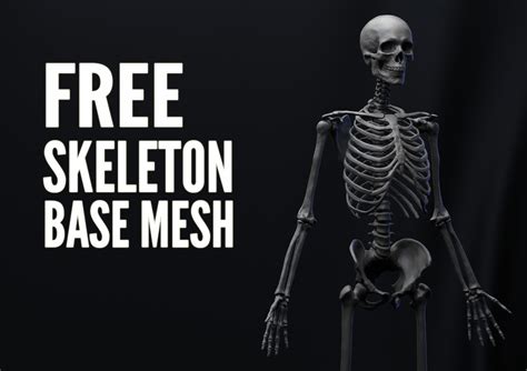 Skeleton Base Mesh - ZBrushCentral - muktibox.com