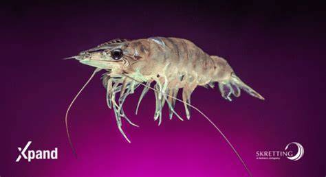 Skretting launches new shrimp feed - The Fish Site - raincitystudios.com