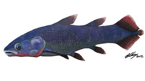 Skull Confirms Older Origin for 'Living Fossil' Fish - Live Science - muktibox.com