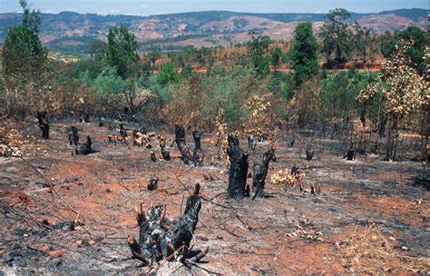 Slash-and-burn agriculture | Definition, Effects, Deforestation ... - raincitystudios.com