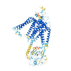 SLC44A4 Gene - GeneCards CTL4 Protein CTL4 Antibody