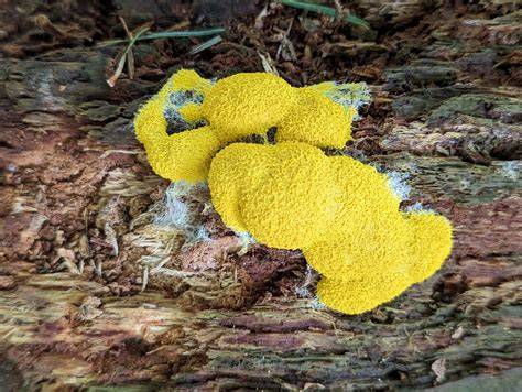 Slime molds occupy a seriously strange corner of biology — strange ... - raincitystudios.com