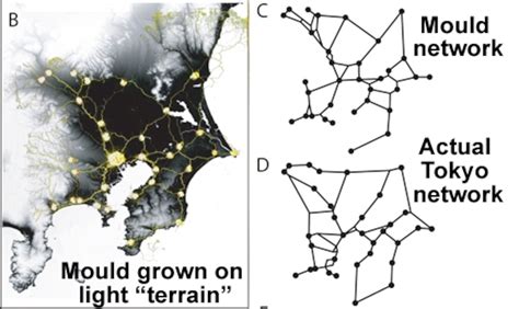 Slime mould attacks simulates Tokyo rail network - wintechmobiles.com