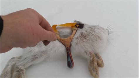 Slingshot Hunting Rabbits: How-to and Analysis - balustradellc