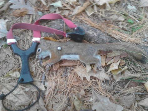 Slingshot Hunting Squirrels - balustradellc