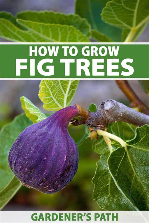 Slow Growers Can Outperform Fastest Growing Hardwoods - raincitystudios.com