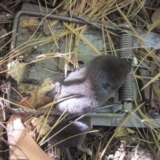 Small Game Trapping: Part 1 - Instructables - balustradellc