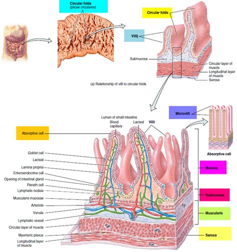 Small Intestine: Function, Parts, Length & Location - muktibox.com