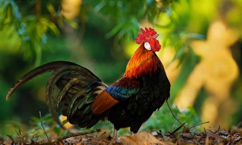 small jungle fowl slingshot #fyp | Rudi Garenk - balustradellc