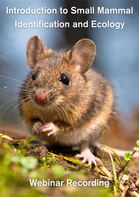 Small mammal - raincitystudios.com