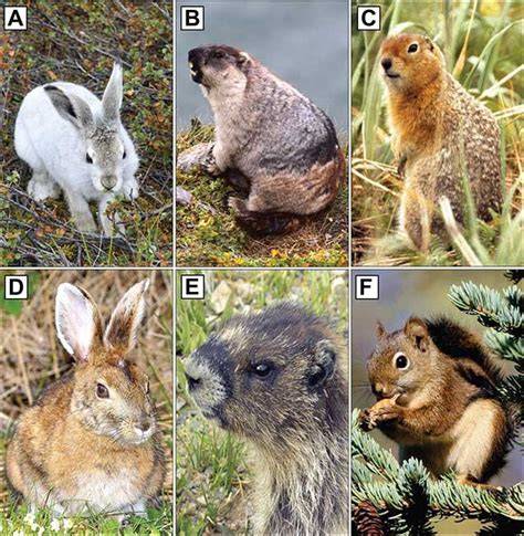 Small Mammals as Indicators of Climate, Biodiversity, … - raincitystudios.com
