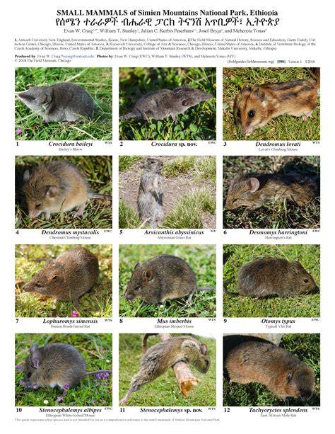 Small Mammals - Animal Streets - raincitystudios.com