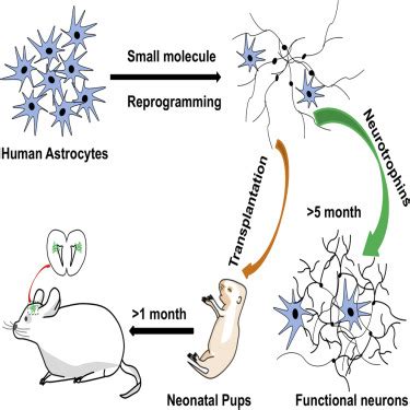 Small Molecules Efficiently Reprogram Human Astroglial Cells into ... - balustradellc
