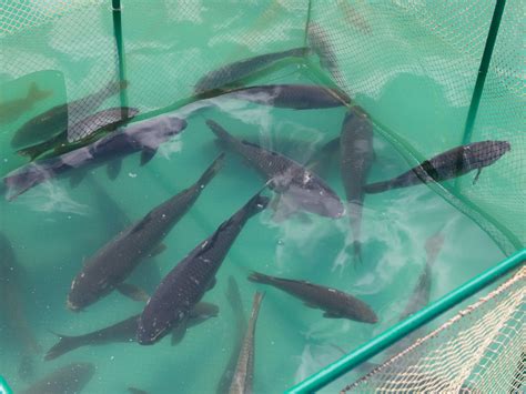 Small Scale Backyard Catfish Farming | Secret Of Catfish Farming - muktibox.com