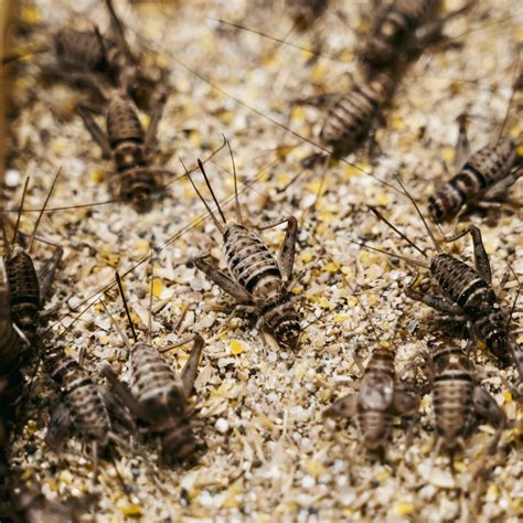 Small Scale Cricket Farming | How To Farm Crickets At Home | Cricket ... - balustradellc