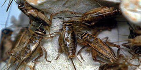Small Scale Cricket Farming Frequently Asked Questions - balustradellc