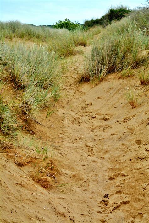 Small scale ecosystems – sand dunes - Ecosystems - wintechmobiles.com