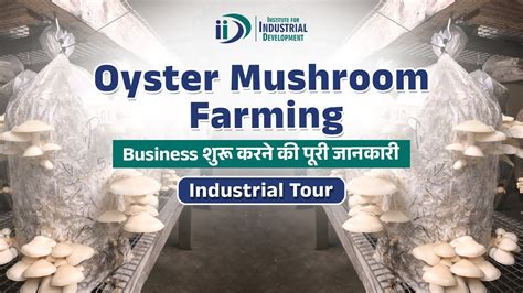 Small Scale Oyster Mushroom Production: Business Plan - balustradellc