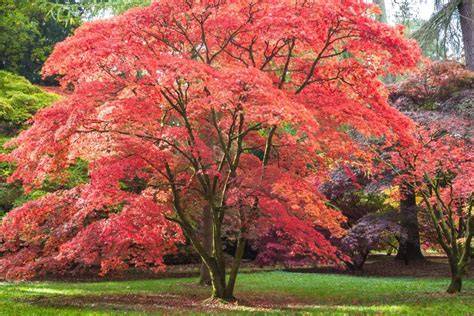 Small Trees That Like Shade - Fine Gardening - raincitystudios.com