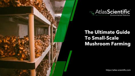Small-scale mushroom cultivation - Journey to Forever - balustradellc